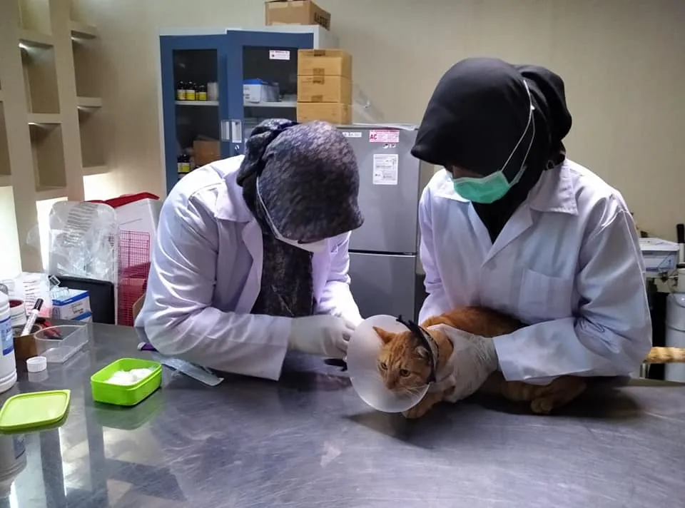 Twee dierenartsen overleggen over behandeling