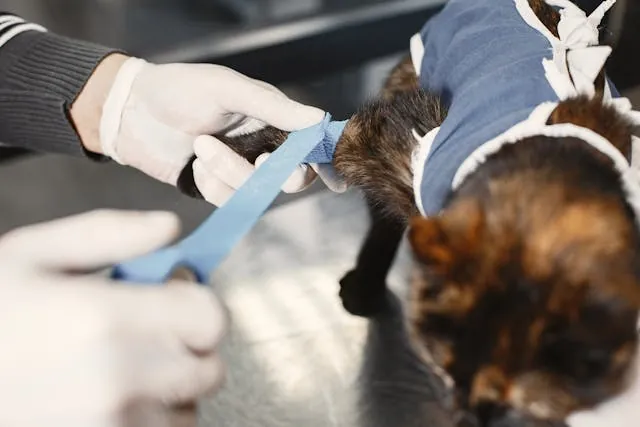 Dierenarts onderzoekt en verzorgt een kat