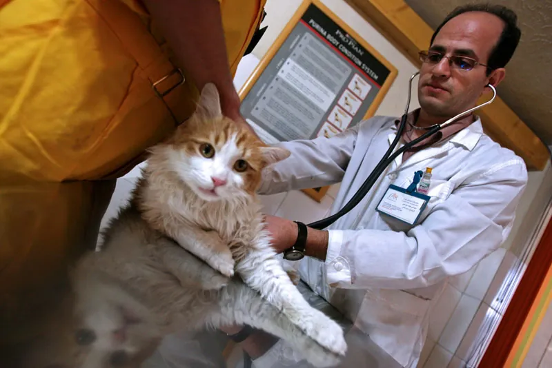 Dierenarts in witte jas met een kat op de behandeltafel