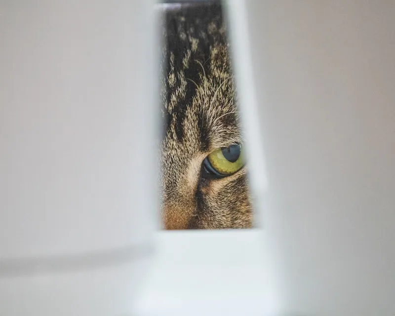 Kat kijkt door een spleet