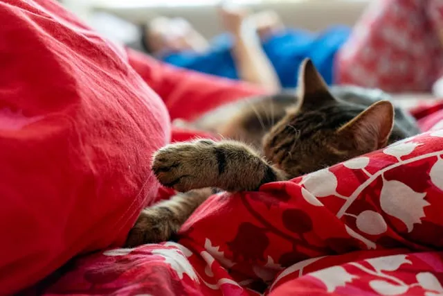 Kat slaapt rustig naast eigenaar in de slaapkamer