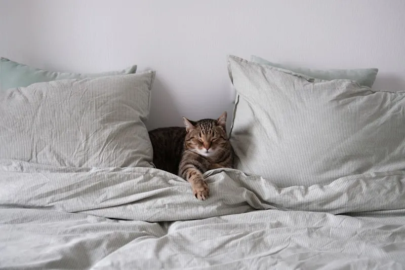Volwassen kat slaapt rustig op een bed met de poten ontspannen
