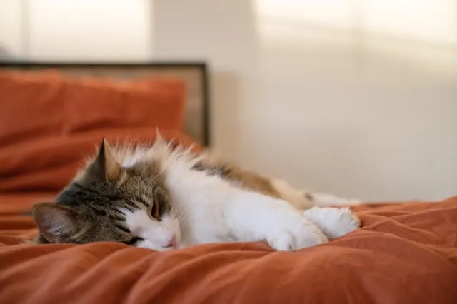 Kat ligt op een sprei op het bed