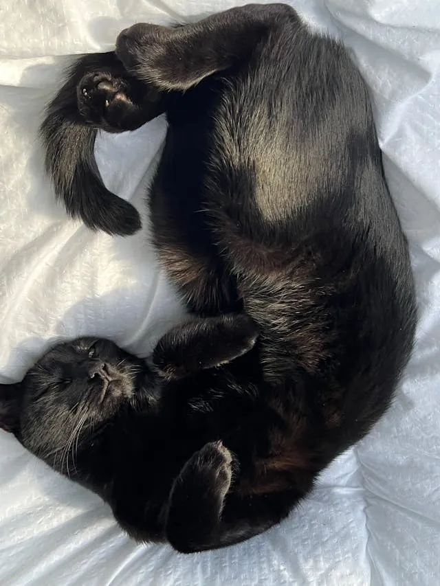 Zwart-witte kat rustend op een bed