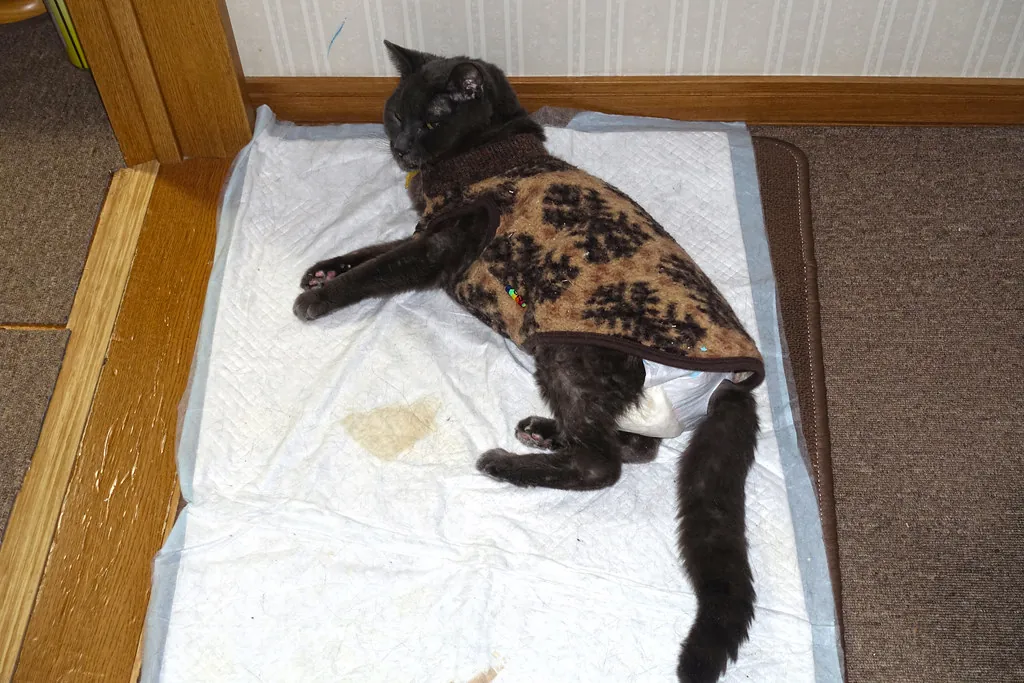 Kat naast een urinevlek op een plasmat