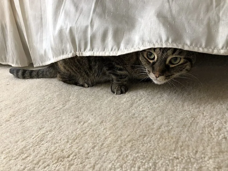 Angstige kat verstopt zich onder het bed door stress