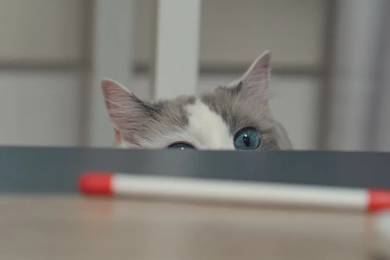 Kat gluurt over de tafel