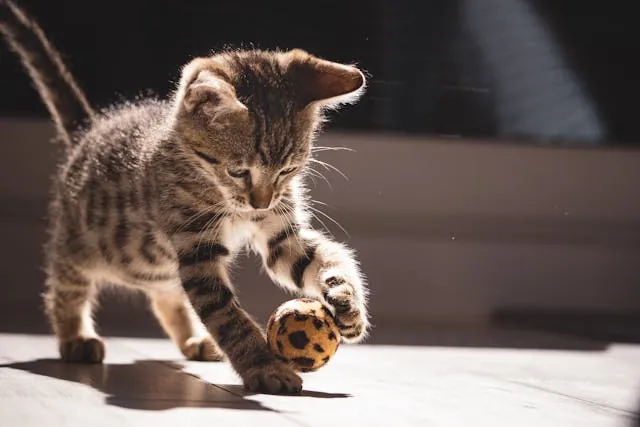 Kitten speelt met een bal op de vloer