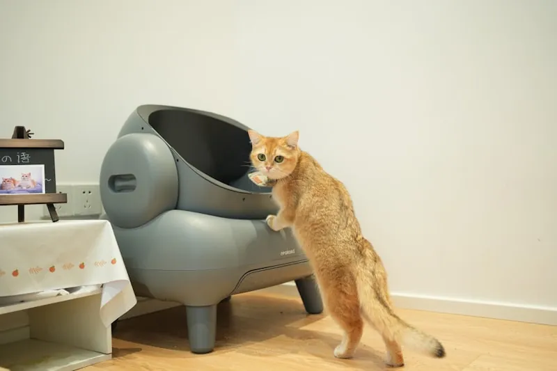 Kat kijkt in de kattenbak en aarzelt om erin te stappen