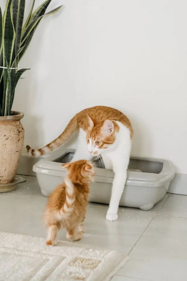 Twee katten naast elkaar bij meerdere kattenbakken