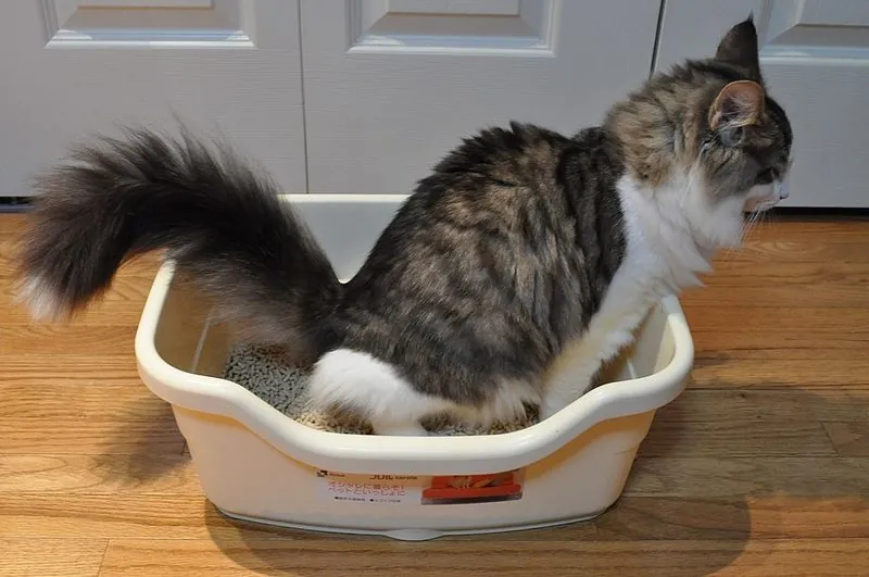 Langharige kat in een open kattenbak zonder kap