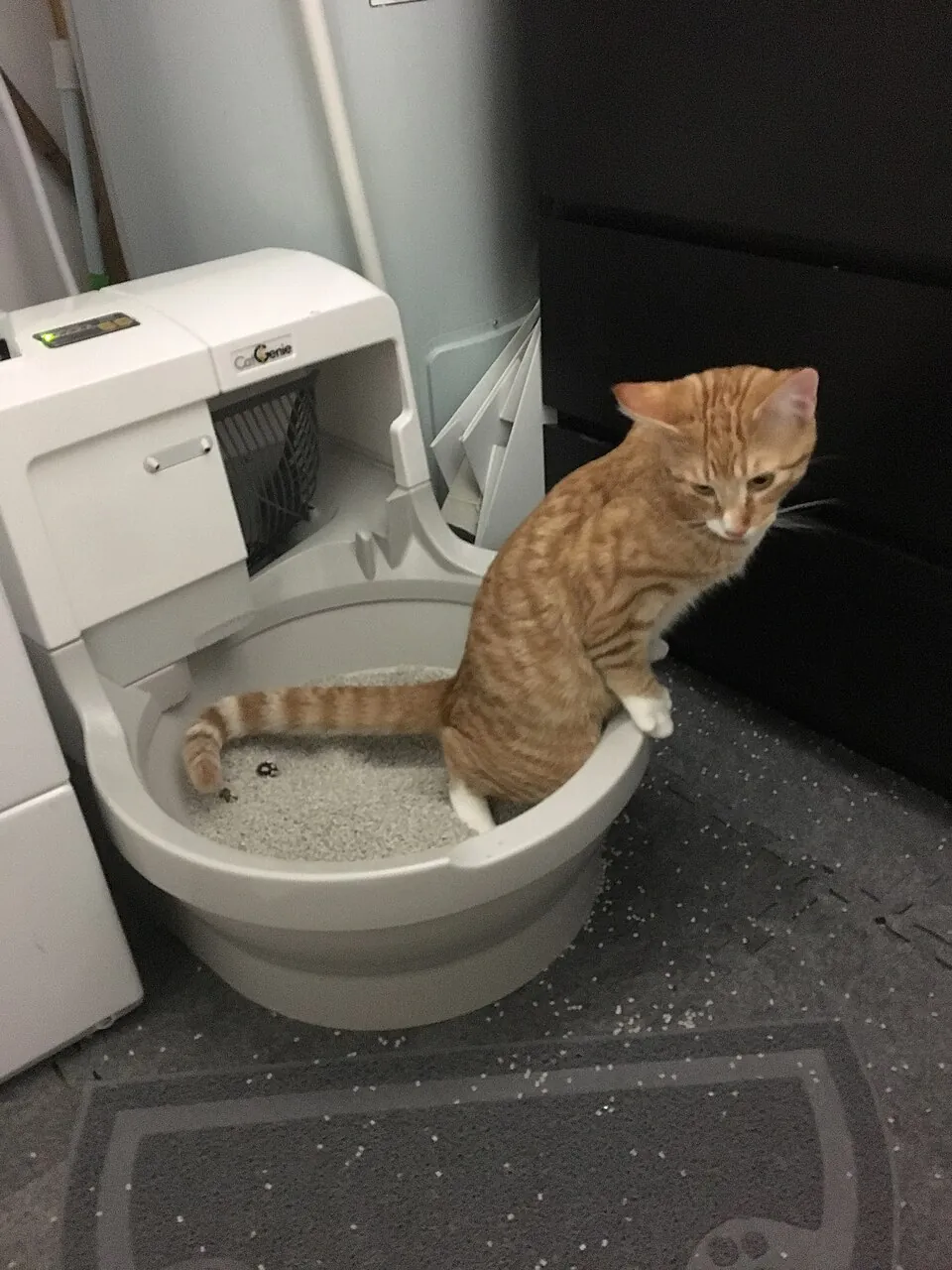 Automatische zelfreinigende kattenbak in een huiskamer