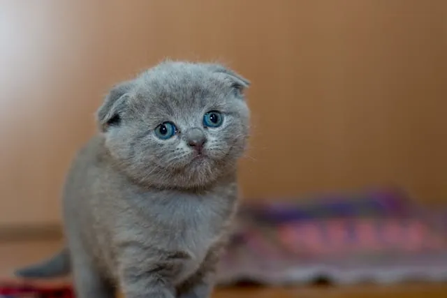 Bange kitten met grote ogen kijkt gespannen weg