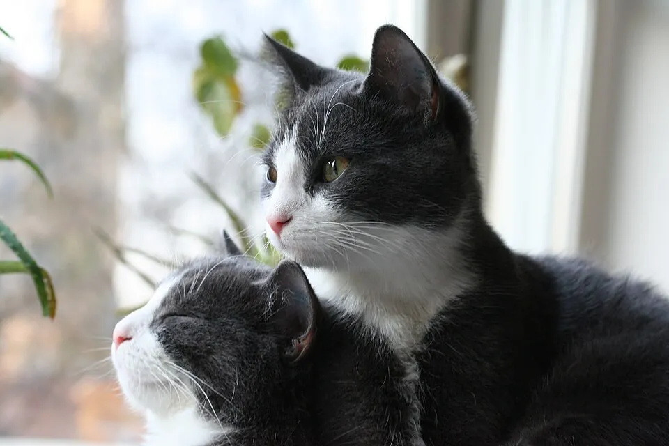 Meerdere katten bij het raam