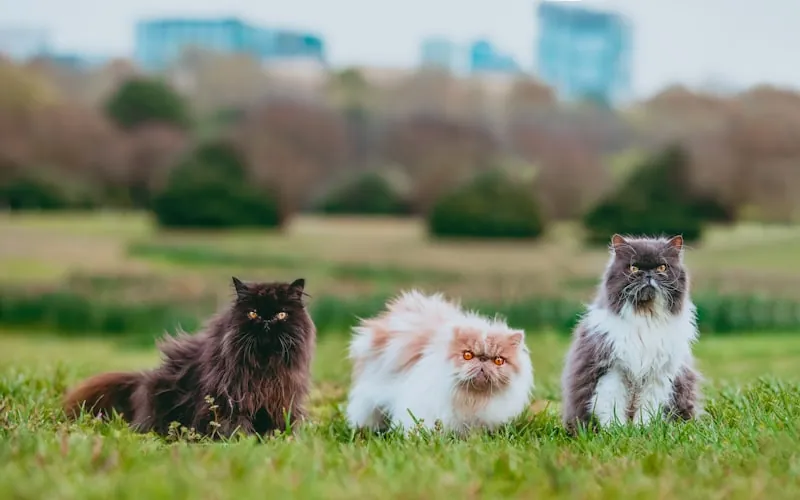 Twee katten zitten ontspannen naast elkaar buiten in het gras