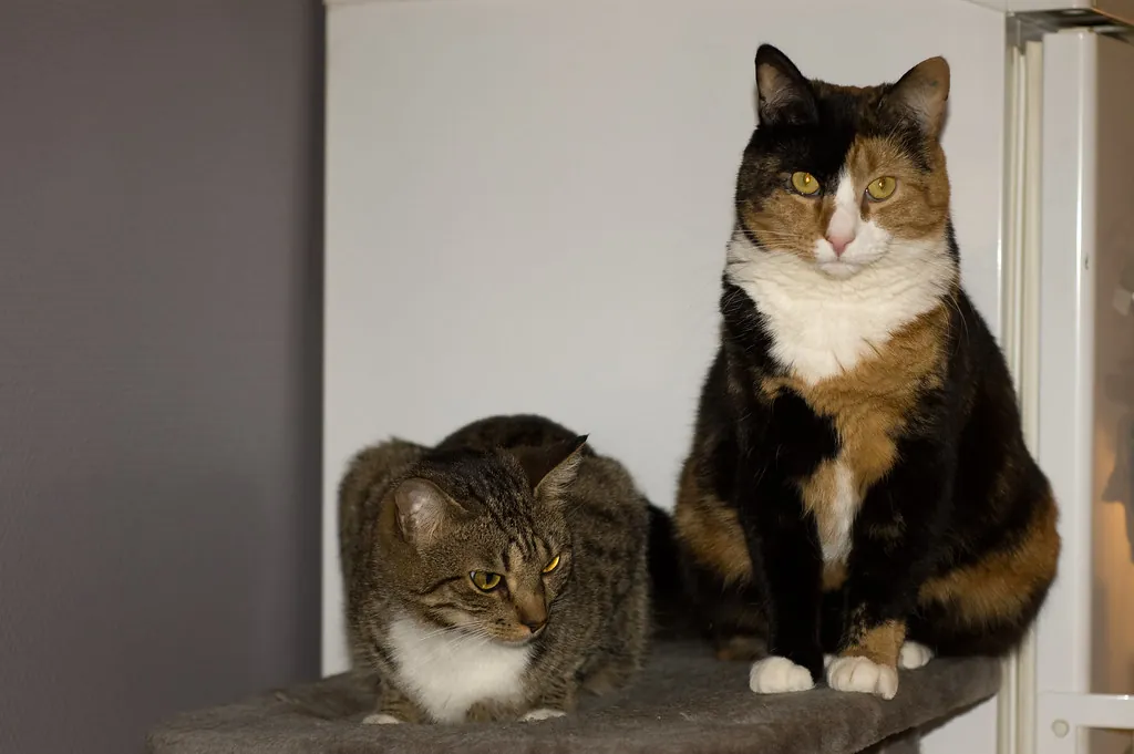Meerdere katten op een krabpaal