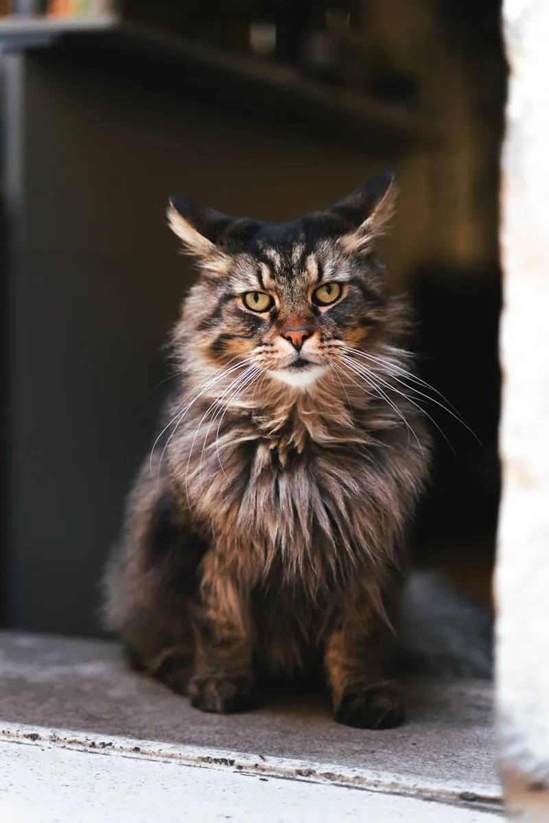 Oudere langharige kat met doffe vacht op een kussen