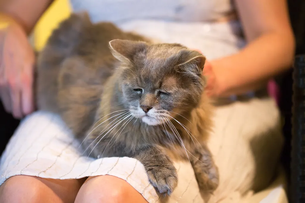 Kat op schoot bij eigenaar
