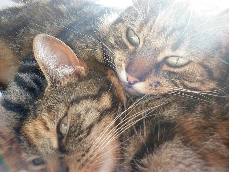 Twee katten knuffelen ontspannen samen na een geslaagde introductie