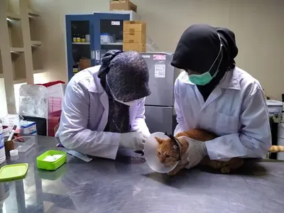 Blaasgruis bij je kat: wat het betekent voor kattenbakgedrag