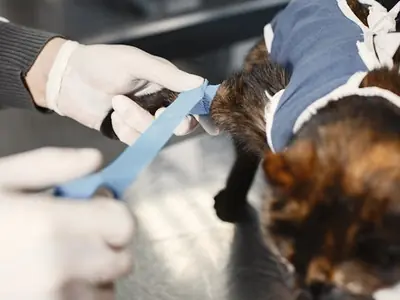 Kat plast in huis na castratie of sterilisatie: wat is normaal?