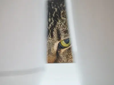 Automatische kattenbak: goed of slecht voor je kat?