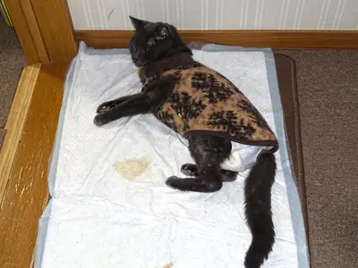 Waarom stinkt kattenurine zo erg? De chemie achter de geur