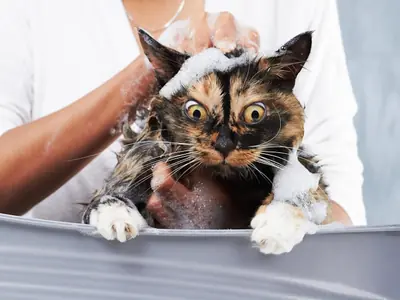 Poes sproeit in huis: ja, dat kan