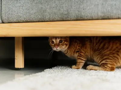 Kat plast alleen als je niet thuis bent