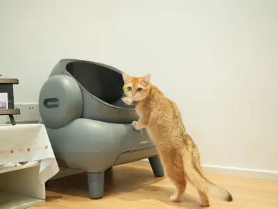Welke maat kattenbak heeft je kat nodig?