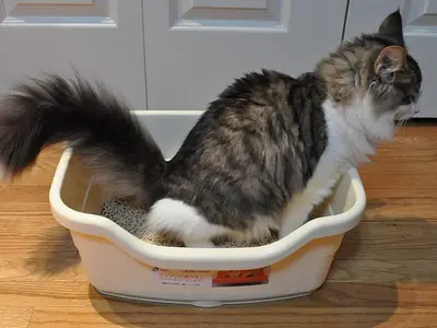 Kattenbak problemen oplossen: de complete checklist