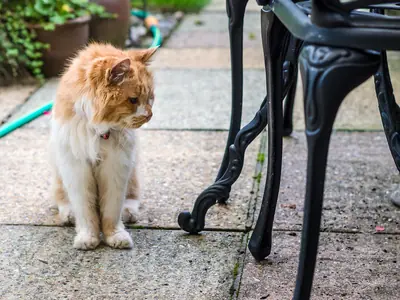 Kat drinkt en plast veel: wanneer naar de dierenarts?